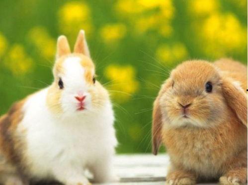 兔子狮子爆料视频大全下载,揭秘娱乐圈幕后真相  第3张